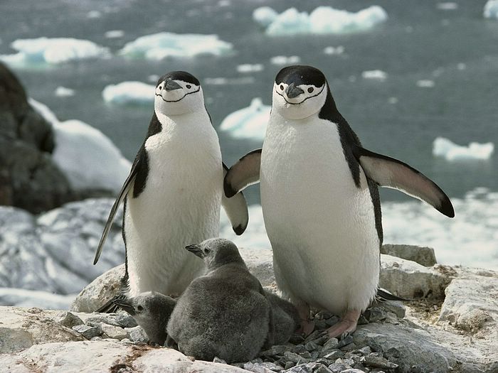 A Chinstrap Penguin Family