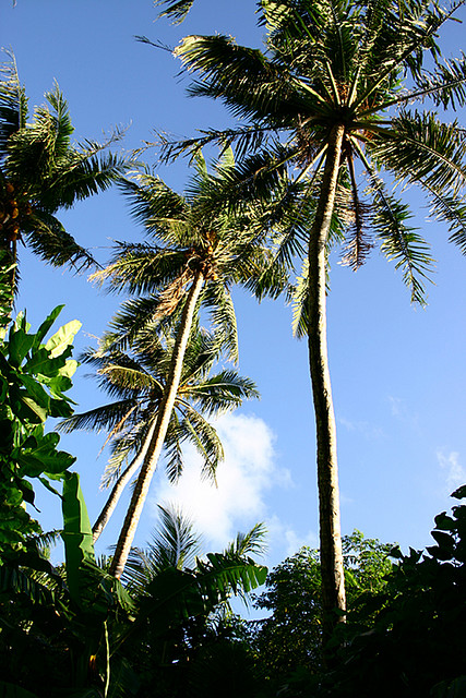 Coconut trees, Yap, Micronesia 2005. Photo by Suzanne Monday.