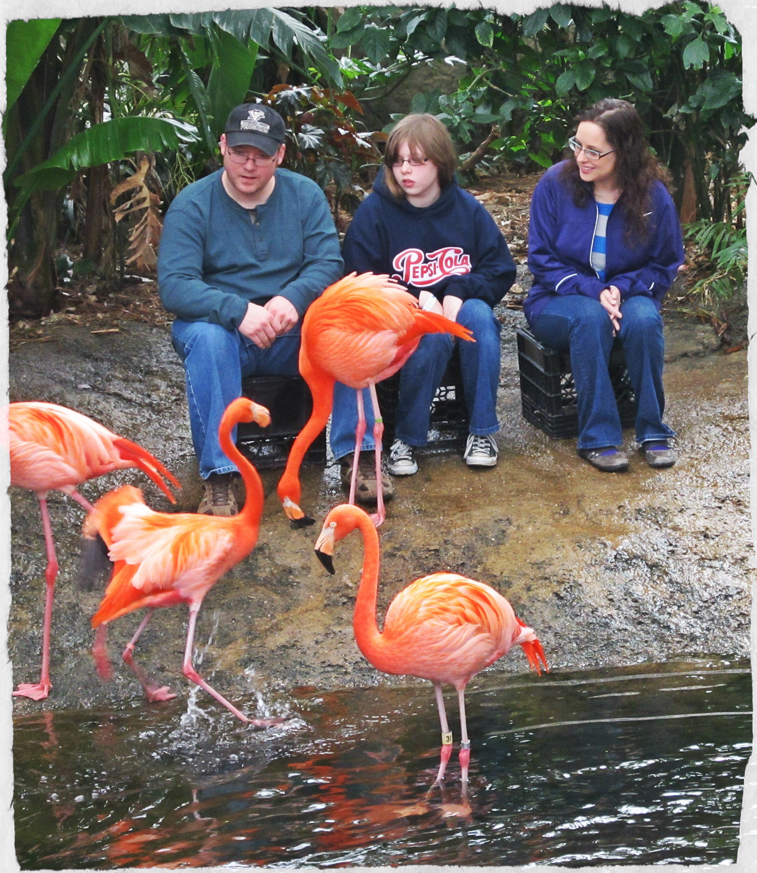 With Flamingoes