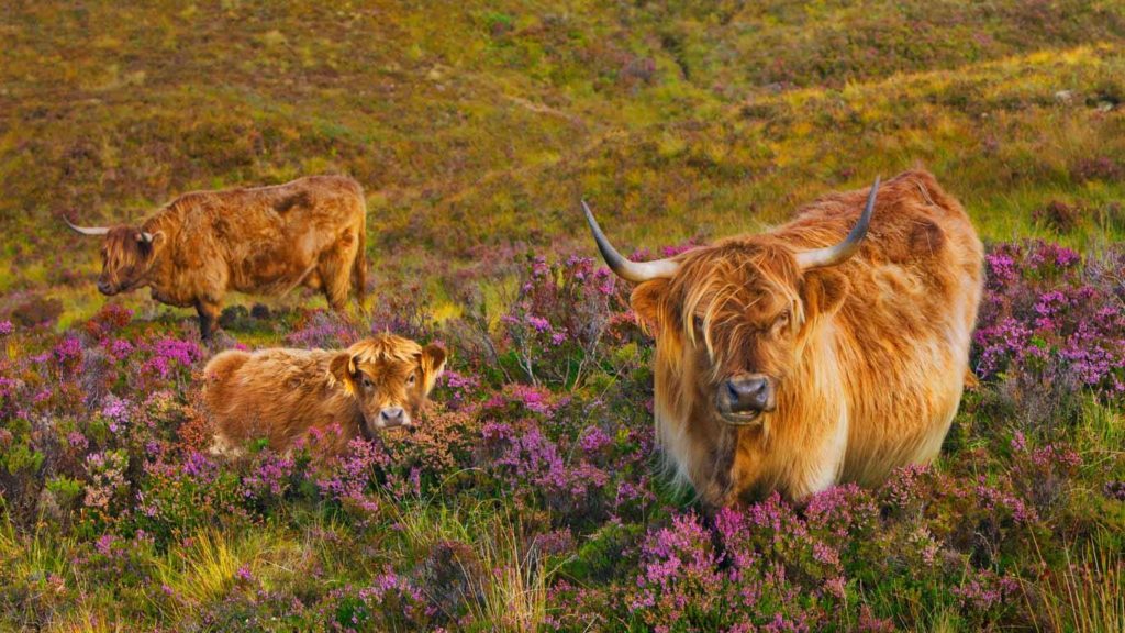 Highland cattle in a field of heather on the Isle of Skye, Scotland. Photo by Frank Krahmer.
