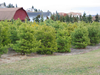 Poplar Ridge Tree Farm in Alberta, Canada