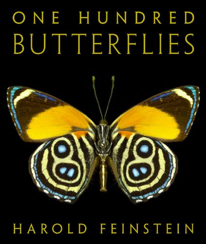 One hundred butterflies