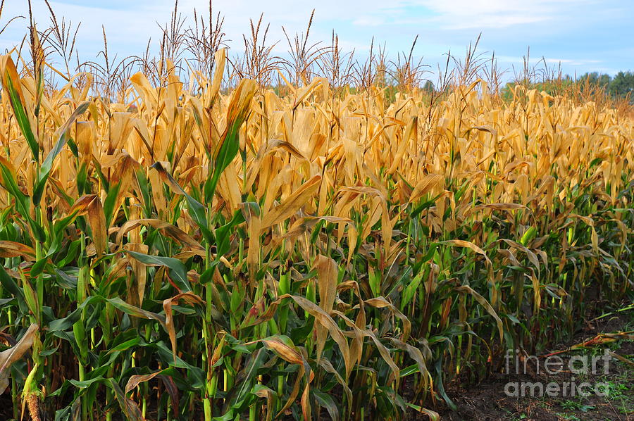 Corn Harvest