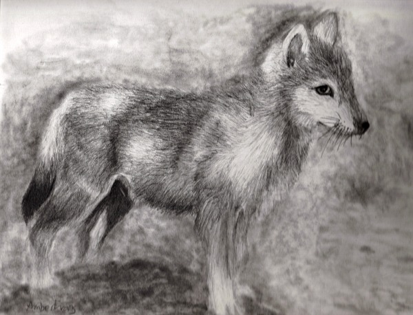 wolf drawing 2