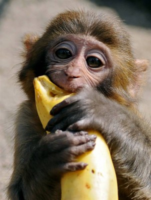 Why Bananas Belong to Monkeys - Storynory