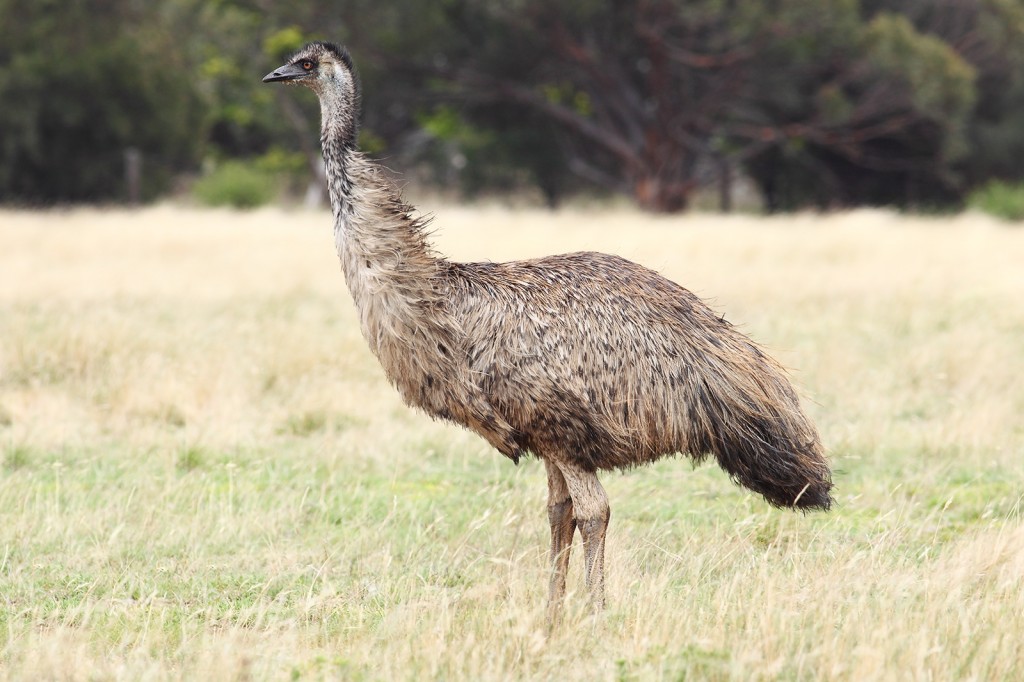 Wild emu in south-eastern Australia