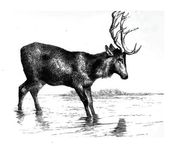 stag at the pool